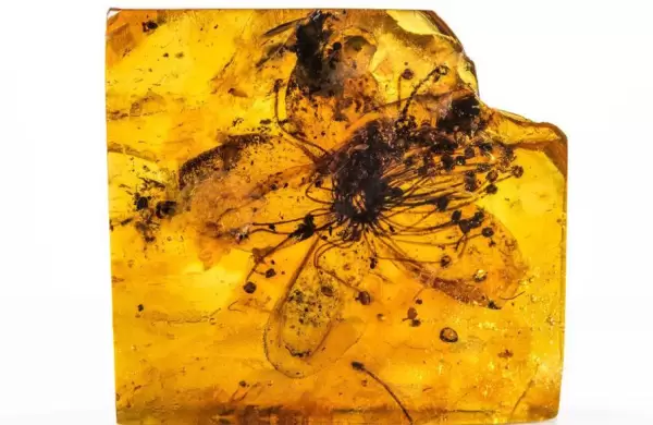 Científicos detallan cómo es la flor fósil más grande descubierta hasta ahora en ámbar