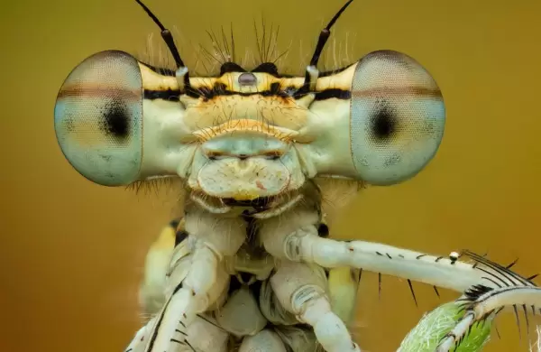 Estas son las mejores fotos de primeros planos del mundo (y sus increíbles historias)