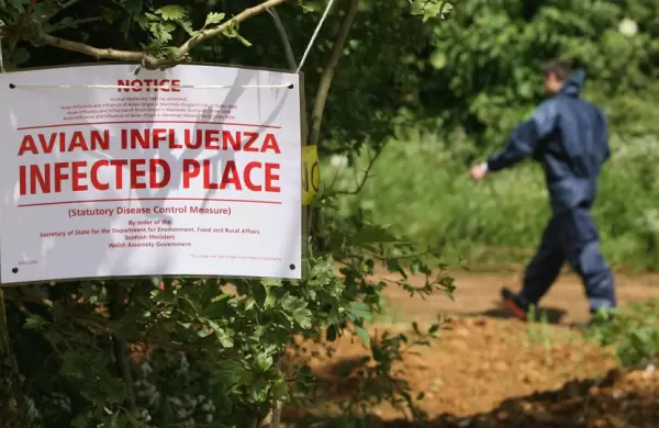 Gripe aviar H5N1, el regreso: Por qu preocupa a los expertos, cules son los sntomas y cmo mantenerse a salvo