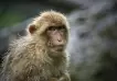 Neuralink: Denuncian que unas pruebas en "monos infectados" podrían poner en riesgo la seguridad humana