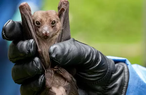 Qu es el Marburgo? Qu saber sobre este virus mortal detectado recientemente