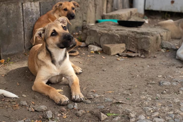 los perros callejeros son un problema