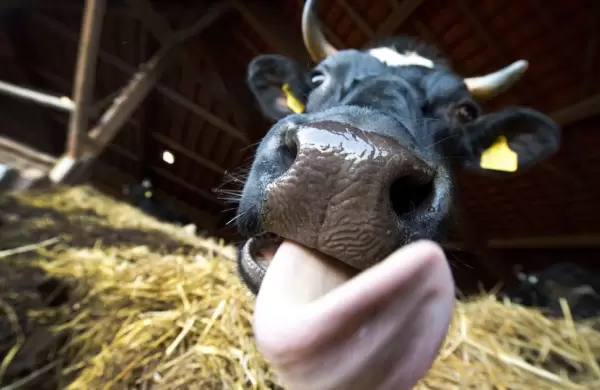 Qué es la enfermedad de la vaca loca que atormenta a Brasil y despierta preocupación