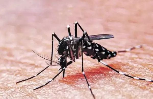 Vacuna contra el dengue: dosis, precios y todo lo que tenés que saber al respecto