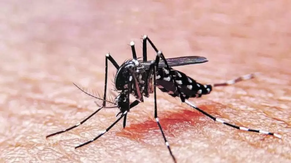 Dengue.