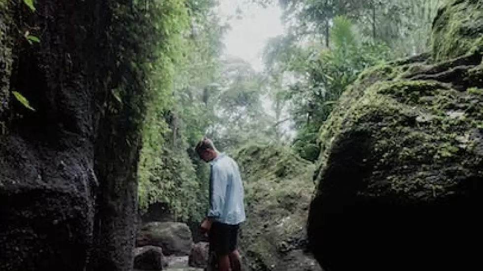 Fotos de stock gratuitas de al aire libre, bosque, de pie