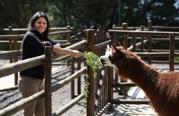 Farolito, el regalo navideo que alegra al Liceo Campoverde
