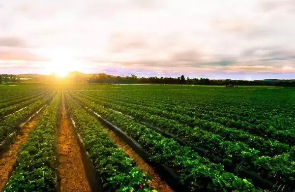 Cinco tendencias de agronegocios sustentables para observar en 2024