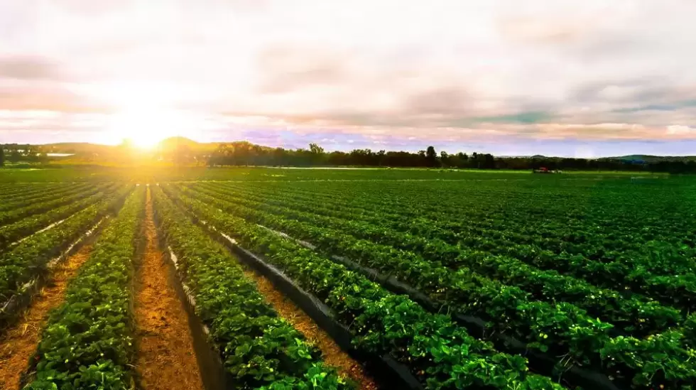 campo, agro