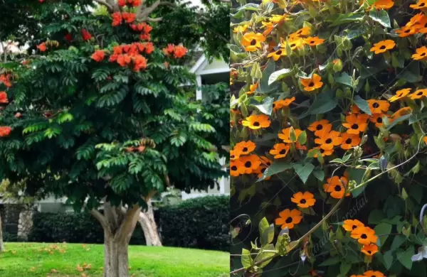 Y de las especies invasoras quien responde?