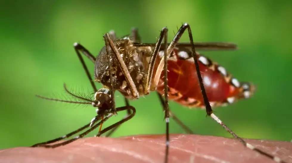 chikungunya, dengue, zika, vacuna, valneva