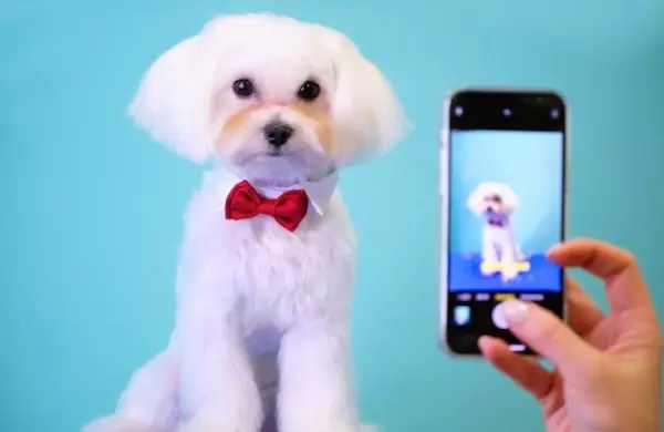 Mascotas Influencers: el nuevo fenómeno que revoluciona el mundo digital
