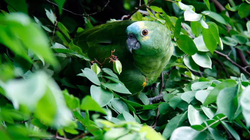 Selva