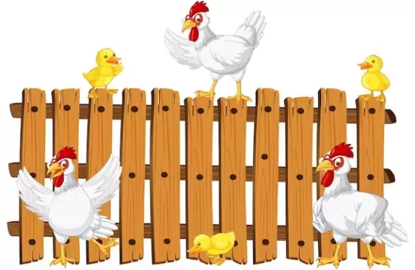 Las claves para elegir un pollo