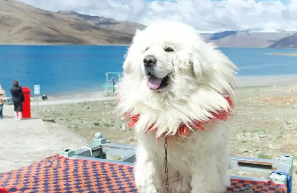 Los mejores consejos para viajar en avión con una mascota