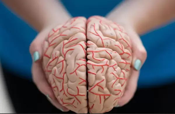 Un ltimo hallazgo sobre los genes y la estructura del cerebro podra ser clave para el futuro de los tratamientos psiquitricos