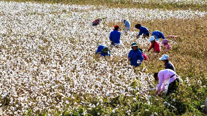 Recolección de algodón en Xinjiang