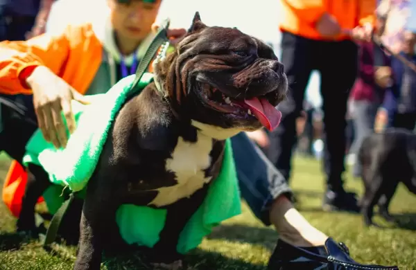 Gran Bretaa prohibir el perro American XL Bully: "Es un peligro para nuestras comunidades"