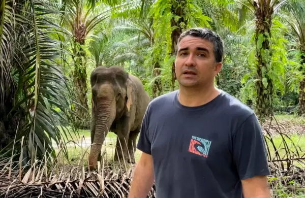 Lo logr! Salv un elefante usando NFT