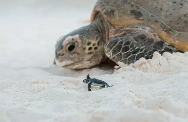 As son las imgenes ms sorprendentes del "Ocean Photographer of the Year"