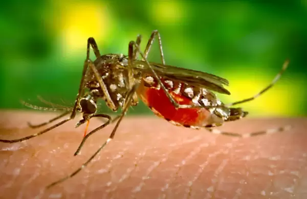 Johnson & Johnson avanza con una pldora para prevenir el dengue y ya realiza sus primeras pruebas