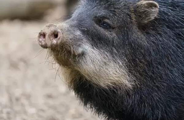 El "fósil viviente" que habita en Argentina y el mundo dio por extinguido desde hace 50 años