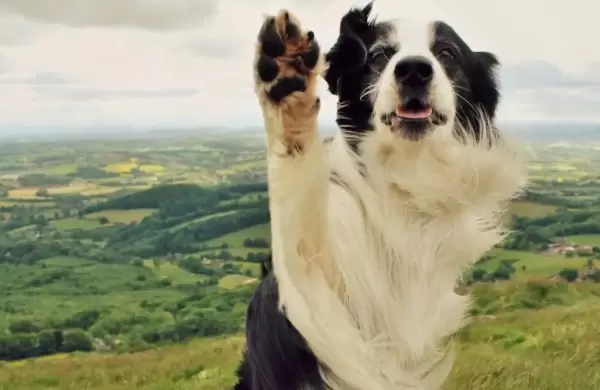 El 2023 de la biotecnologa: edicin gentica, medicamentos para la obesidad y perros longevos