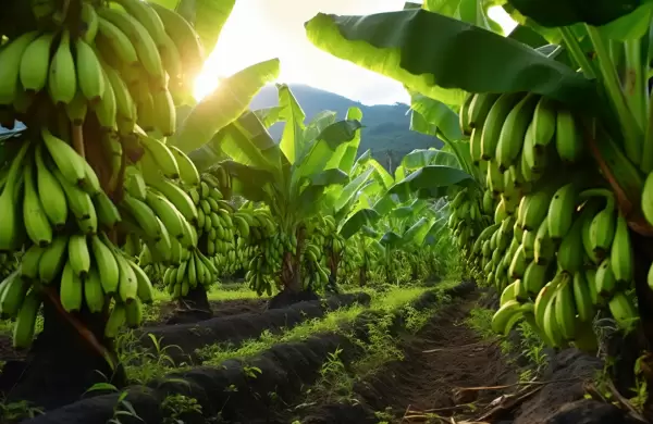 Humo blanco: Rusia levantó el veto a cinco exportadoras de banano ecuatoriano