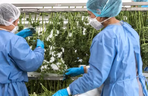 El cannabis ya es un commodity y así se está construyendo su mercado global