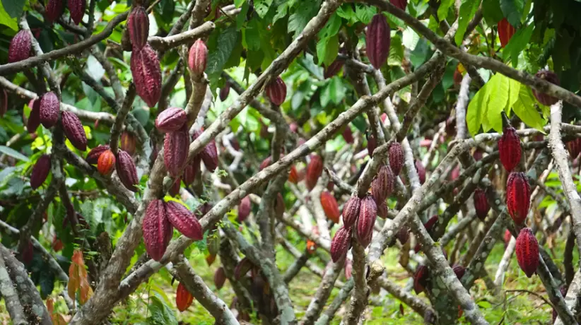 Cultivo de cacao anecacao-secadal
