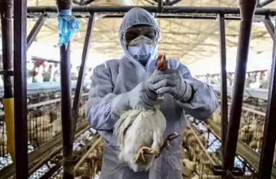 "Es una gran preocupacin": La OMS se refiri a la amenaza de que la gripe aviar se propague a los humanos