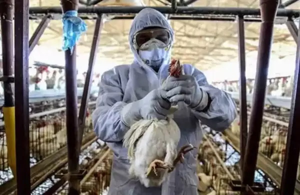 "Es una gran preocupacin": La OMS se refiri a la amenaza de que la gripe aviar se propague a los humanos