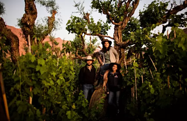 Un edén especial: el viñedo antiguo que crece sobre los árboles y con el que hacen un vino único en Bolivia