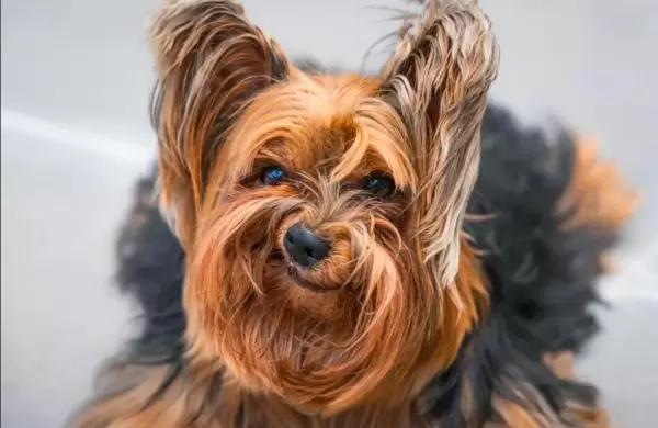 Los animales ms divertidos en fotos: 16 finalistas de los premios Comedy Pet Photography Awards