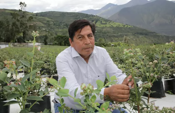 Los arándanos de altura que coquetean con Asia, España e Israel