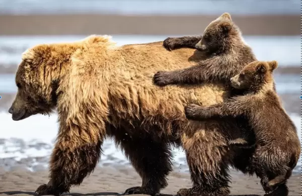 Los 10 animales ms divertidos del Comedy Wildlife Photography Awards