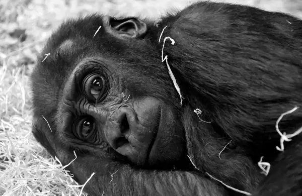 Pronto podremos hablar con los animales