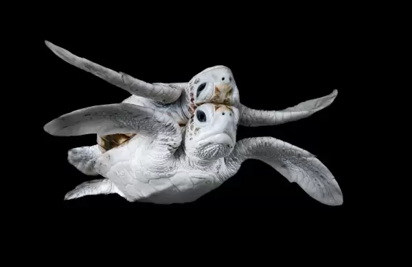 20 fotografas marinas que compiten por el premio Ocean Photographer of the Year