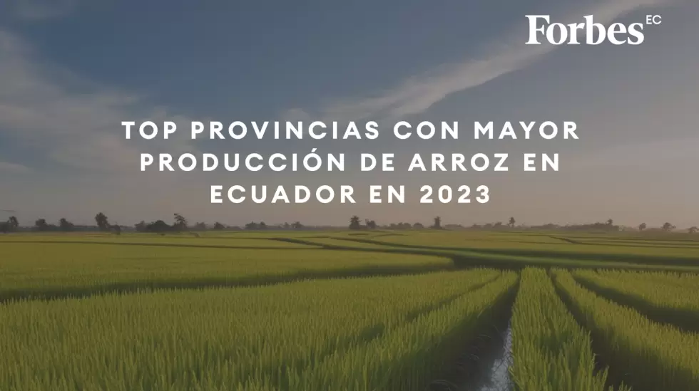 Top provincias con mayor produccin de arroz en Ecuador en 2023