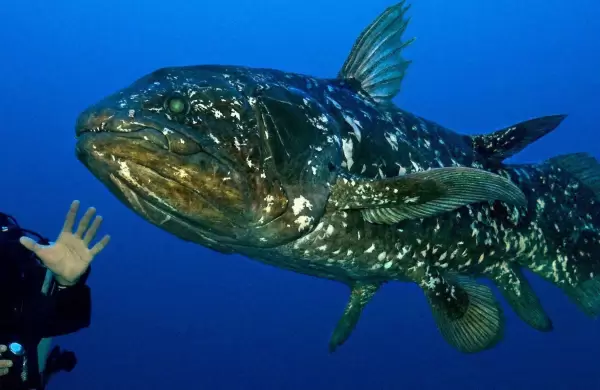 Conocé al pez más antiguo del mundo que se creía extinto hace 60 millones de años