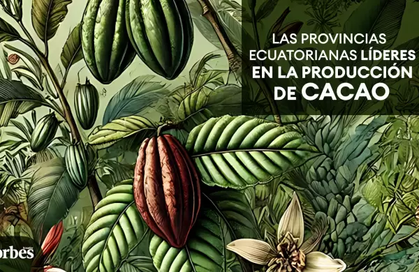 Las provincias ecuatorianas líderes en la producción de cacao