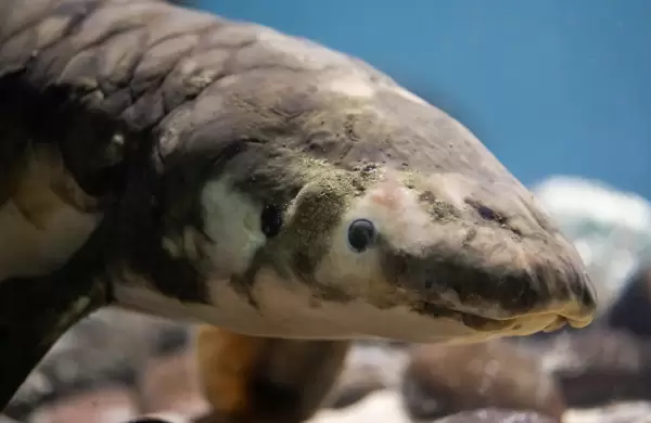 El pez cautivo más antiguo del mundo: vive desde 1938 en este acuario