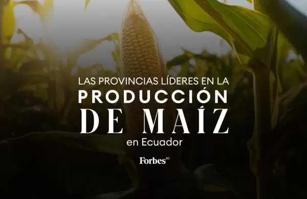 Las provincias líderes en la producción de maíz en Ecuador