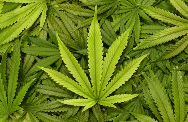Conoce la startup fintech que impulsa la industria del cannabis