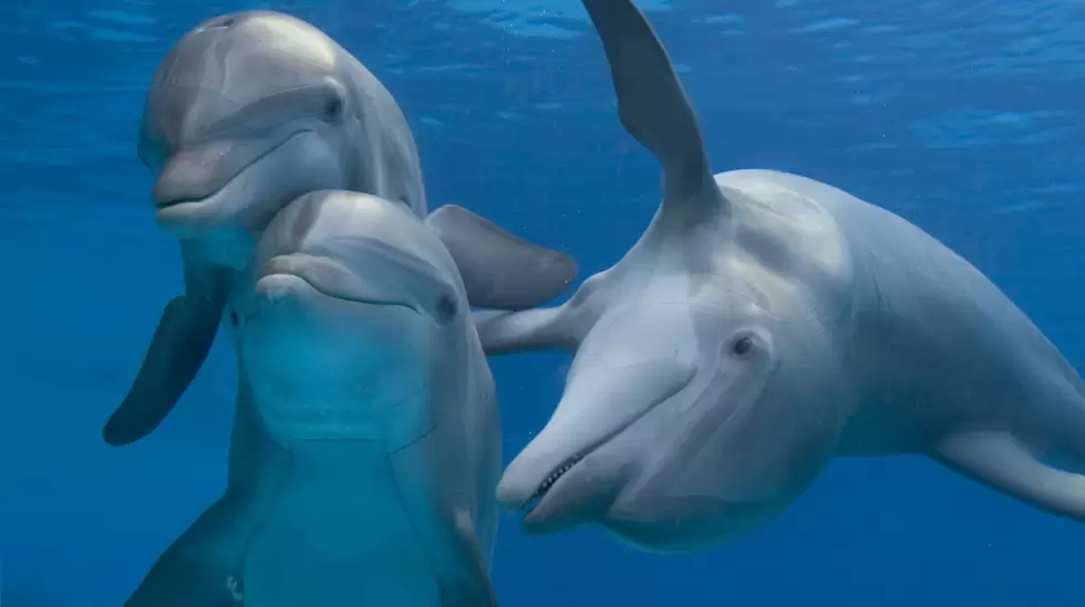 Comunicacin delfines