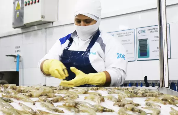 Las exportaciones de camarn no sern sancionadas en EE.UU.