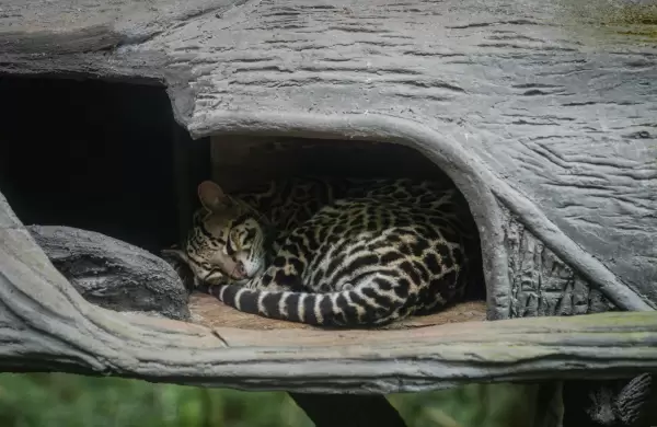 Hablemos de la trata de animales en Ecuador