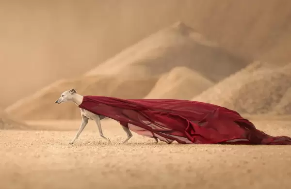 Las fotos ganadoras de los Dog Photography Awards