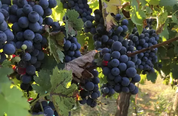 Un clon de Cabernet Sauvignon para enfrentar plagas y el cambio climático