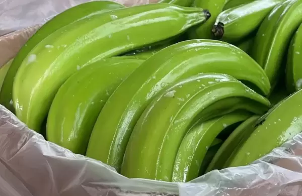 Ecuador es el primer exportador de plátano fresco en el mundo